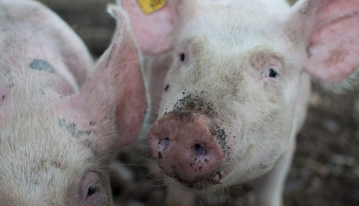 African Swine Fever devastates swine herds across Europe.