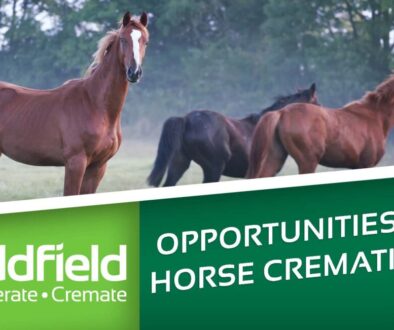 Your opportunities in Horse Cremation
